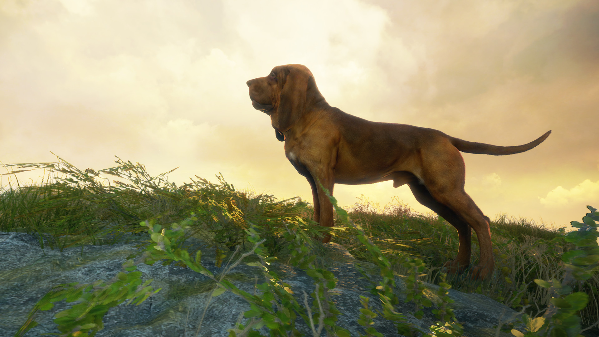 theHunter: Call of the Wild - Bloodhound DLC Steam Altergift 5.64 USD